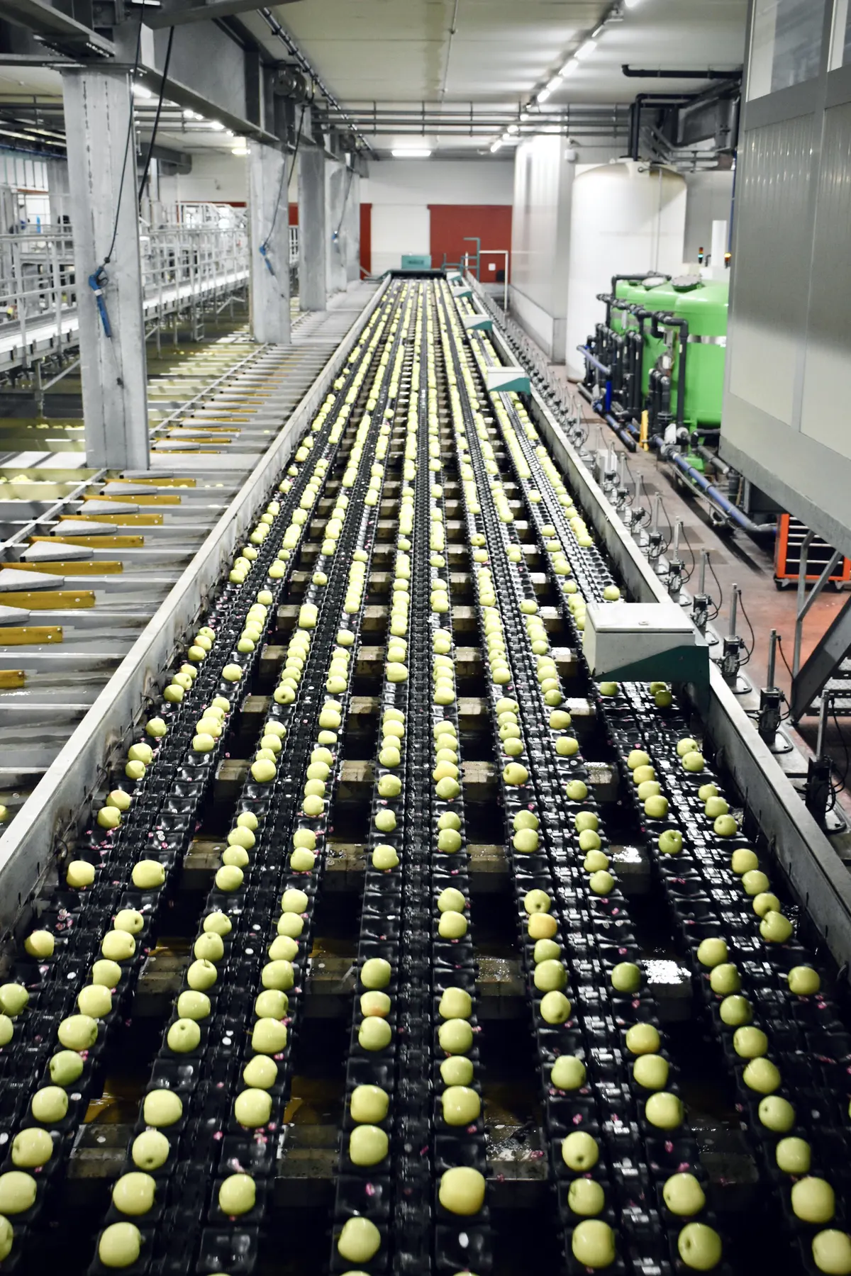 Sorting line with fruit on conveyors in a food factory